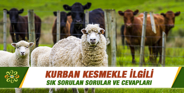 Kurban Kesmekle Ilgili Sık Sorulan Sorular Ve Cevapları | Sorularla ...