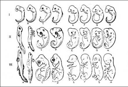 Haeckel'in çizdiği embriyolar