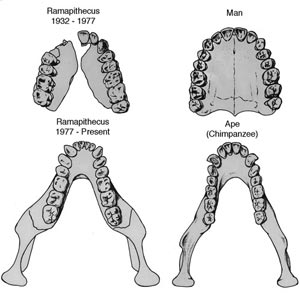Ramapithecus, insan ve maymun dişleri