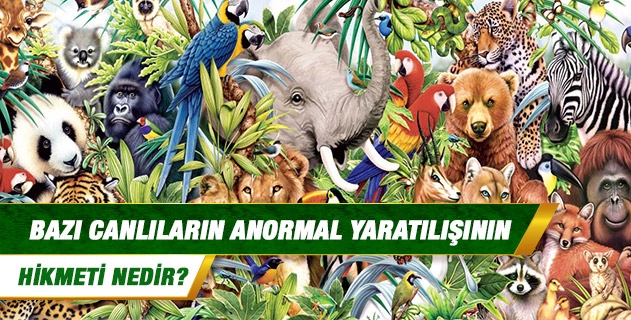 Bazı canlıların anormal yaratılışının hikmeti nedir? Bazı canlıların anormal yaratılışının hikmeti nedir?
