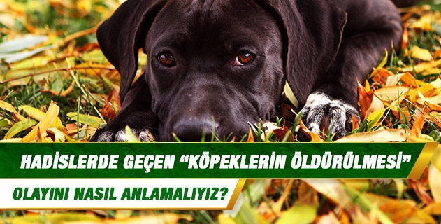 Hadislerde geçen 'Tüm köpeklerin öldürülmesi' olayını anlamakta zorlanıyorum. Karıncayı bile incitmeyen Peygamber Efendimiz böyle bir emri nasıl verir? 