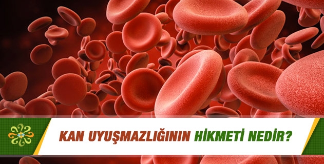 Kan uyuşmazlığının hikmeti nedir? Kan uyuşmazlığının hikmeti nedir?