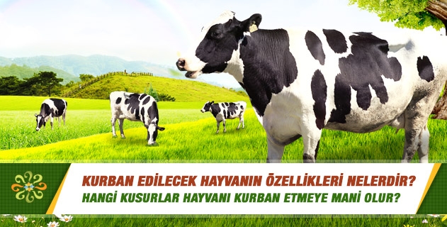 Kurban edilecek hayvanın özellikleri nelerdir? Hangi kusurlar hayvanı kurban etmeye mani olur? Kurban edilecek hayvanın özellikleri nelerdir? Hangi kusurlar hayvanı kurban etmeye mani olur?