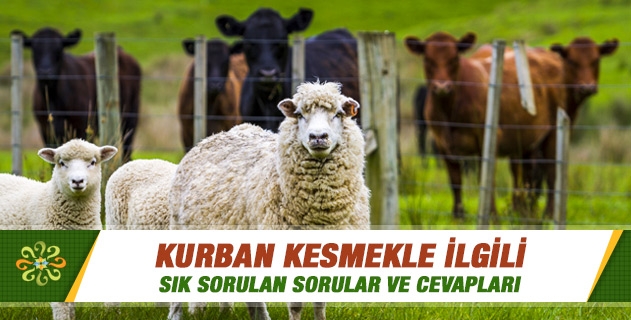 Kurban kesmekle ilgili sık sorulan sorular ve cevapları nelerdir? Kurban kesmekle ilgili sık sorulan sorular ve cevapları nelerdir?