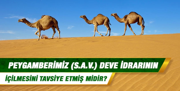 Peygamberimiz deve idrarının içilmesini tavsiye etmiş midir?