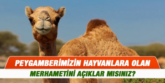 Peygamberimizin hayvanlara olan merhametini açıklar mısınız?