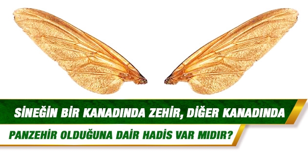 Sineğin bir kanadında zehir, diğer kanadında panzehir olduğuna dair hadis var mıdır; yorumu nasıldır? Sineğin bir kanadında zehir, diğer kanadında panzehir olduğuna dair hadis var mıdır; yorumu nasıldır?