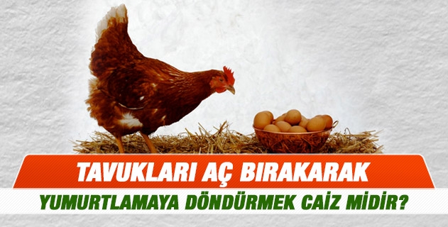 Tavukları aç bırakarak yumurtlamaya döndürmek caiz midir? 