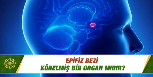 Epifiz bezi körelmiş bir organ mıdır? Epifiz bezi körelmiş bir organ mıdır?