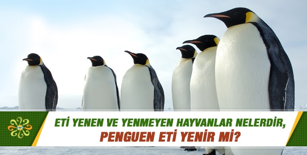 Eti yenen ve yenmeyen hayvanlar nelerdir, penguen eti yenir mi