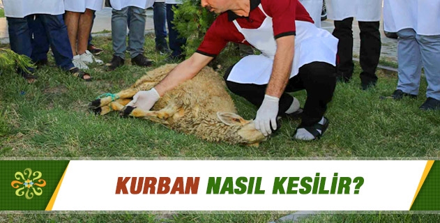 KURBAN NASIL KESİLİR?