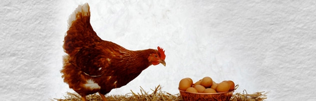 Tavukları aç bırakarak yumurtlamaya döndürmek caiz midir? 