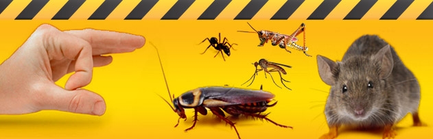 Evimizde bulunan haşereleri, sivrisinekleri, böcekleri, karıncaları veya diğer hayvanları öldürmenin günahı var mı?