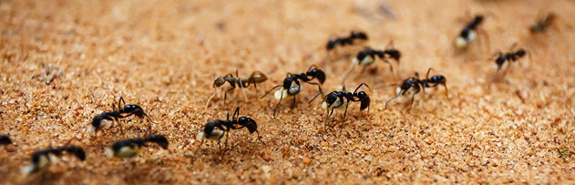 Karıncaların gelmemesi için okunacak dua var mıdır?