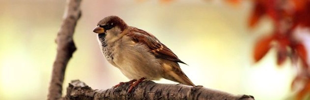 Rüya anlatılmadığı müddetçe bir kuşun ayağında durur, diye bir hadis var mı?