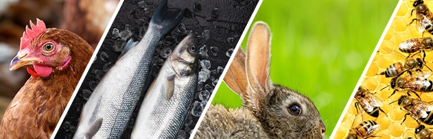 Tavuk, balık, tavşan, arıcılık, ipek böceği... zekatı nasıl hesaplanır?